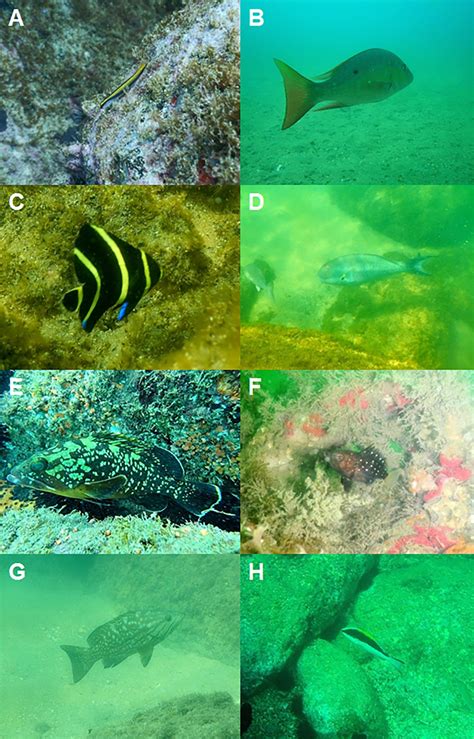 South‐western Atlantic reef fishes  .